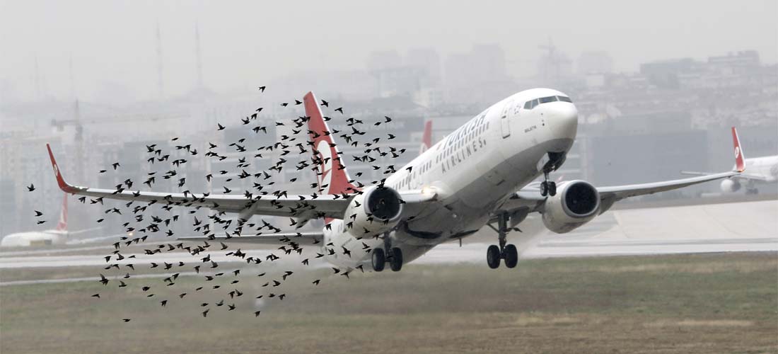 Avión y pájaros