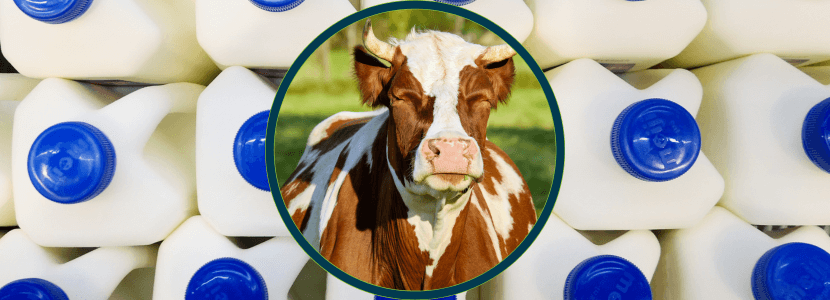 Una vaca con botellas de leche