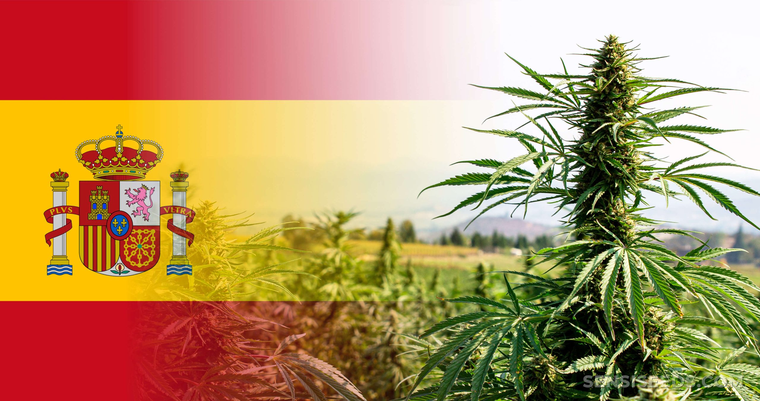 España y la marihuana